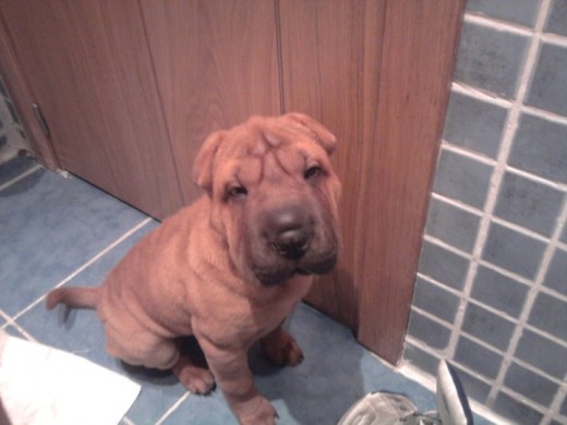 Mi Shar pei con 4 meses!